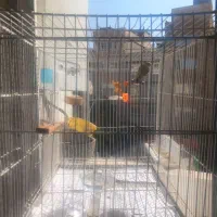 سهره کرمونی رام رام معاوضه با قناری ماده