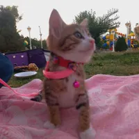 واگذاری گربه خانگی