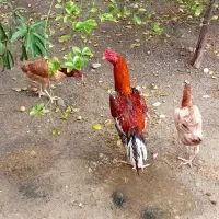 مرغ ها همه‌ از نسل خوب هستن