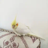 عروس هلندی زعفرونی نر دستی