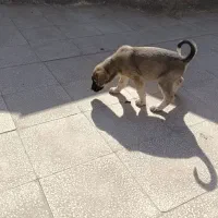 توله ماده ژرمن|سگ|سبزوار, پیام|دیوار