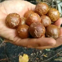 فندق ماکادمیا ،فندق فرتل و سنجد|خدمات باغبانی و درختکاری|چالوس, |دیوار