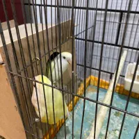 طوطی برزیلی لیمویی نر وماده|پرنده|دزفول, |دیوار