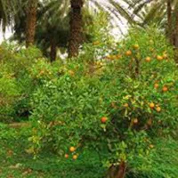 فروش باغ شهری/جهت مرکبات و ساخت