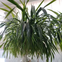 گلهای بزرگ و شاداب برا سالن های بزرگ|گل و گیاه طبیعی|نیشابور, ده حلاج|دیوار