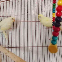 یک جفت مرغ عشق هلندی چشم شرابی جوان آماده بشرط