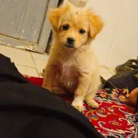 سگ جیبی