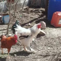 خروس برهما غول پیکر