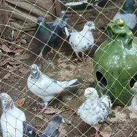 کبوتر|پرنده|کوچصفهان, |دیوار