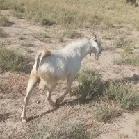 چپشت نریگ چاق