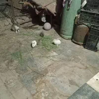 بچه خرگوش خیلی ناز|موش و خرگوش|زاهدان, |دیوار