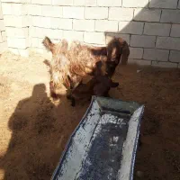 فروش ۲ عدد بز شیرا