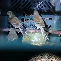 سهره س ی ن سر خ|پرنده|مبارکه, |دیوار