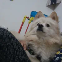 سگ پامر|سگ|مشهد, نوده|دیوار