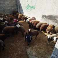 ۴۰عددبره نر چندتاماده داخلشونه|حیوانات مزرعه|زاغه, |دیوار