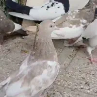 کفتر سینه|پرنده|پاسارگاد, |دیوار