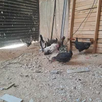 مرغ و خروس گلین اصل|حیوانات مزرعه|همایجان, |دیوار