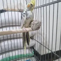 عروس هلندی نر و ماده معاوضه با کفتر