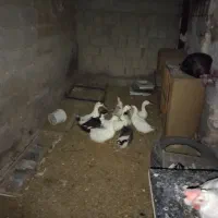 10عدد اردک یکی روسی 9محلی