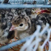 جوجه بوقلمون|حیوانات مزرعه|ری, تقی آباد|دیوار