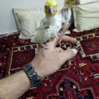 عروس هلندی سالم|پرنده|بناب, |دیوار