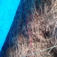 علف یونجه|عمده‌فروشی|قره ضیاالدین, |دیوار