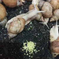 حلزون تخمگذار