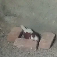 کبوتر