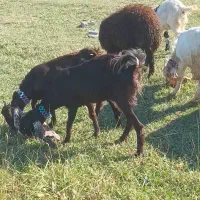 دو عدد بزغاله ماده  پاکستان|حیوانات مزرعه|خواجه, |دیوار