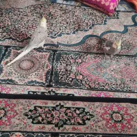 یک جفت عروس هلندی|پرنده|تهران, شهرک صادقیه|دیوار
