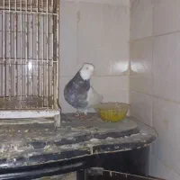 همه نمونه کبوتر از ۸۰۰|پرنده|شیراز, فرهنگ شهر|دیوار