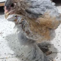 جوجه سه ماهه برهما اصیل