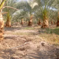 درخت حرس کردن خرما فسیل کنی تضمینی