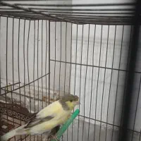 سلام یک عدد قناری ماده ویک عروس هلندی|پرنده|مشهد, شهرک امام هادی (شهرک غرب)|دیوار