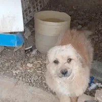 حیون|سگ|نظرآباد, احمد آباد|دیوار