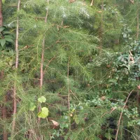 گل وگیاه|گل و گیاه طبیعی|کلاچای, |دیوار