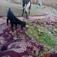 گوسفند|حیوانات مزرعه|ایرانشهر, |دیوار