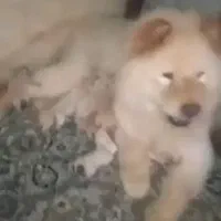 چاو چاو ماده