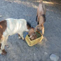 فروش دوعددچپشت گوشتی وداشتی