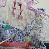 پرنده|پرنده|رشت, توشیبا|دیوار