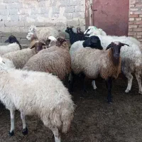 16گوسفند جوان برای نگهداری|حیوانات مزرعه|خوی, |دیوار