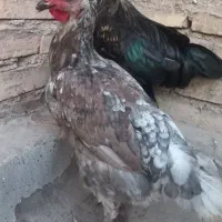 مرغ لاری|حیوانات مزرعه|کارون, |دیوار