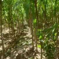 نهال بادام سنتی ۲و۳ساله