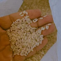 برنج کامفیروزی (تنها برنج طبع گرم در ایران)