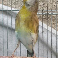 سهره قناری مست شلاقی خون پررو