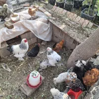 مرغ و خروس برهما بالغ|حیوانات مزرعه|پاکدشت, پاکدشت (مامازند)|دیوار