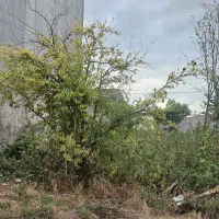 زمین ۱۳۶ متر-سندتک برگ-بلوارلاکان-شهرک احمدخمینی|فروش زمین و ملک کلنگی|رشت, شهرک احمد خمینی|دیوار