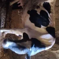 گاو هلشتاین شکم سوم|حیوانات مزرعه|شادیان, |دیوار