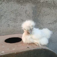 مرغ خروس لاری ابریشمی|حیوانات مزرعه|قم, نخودی|دیوار