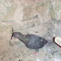 کفتر ساده|پرنده|تربت‌حیدریه, هاشمی‌نژاد|دیوار